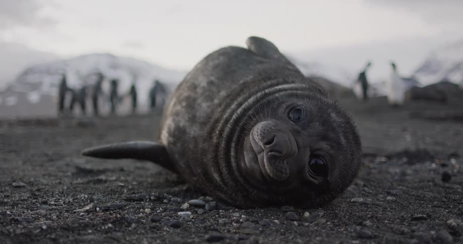 A seal and penguins on a beach