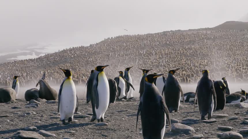 A colony of penguins stretching away into the distance in the hills
