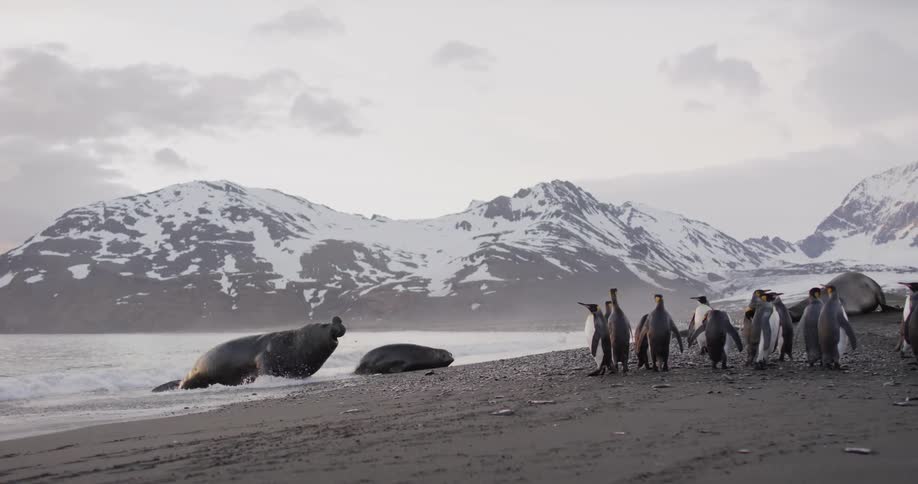 Penguins and seals on a beach in the arctic