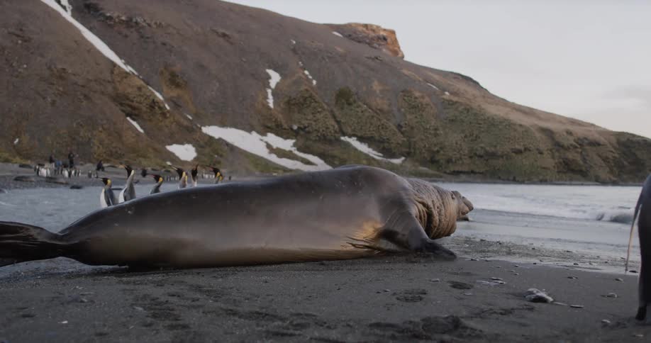 Walrus crawling in the sand of a beach scares a group of penguins