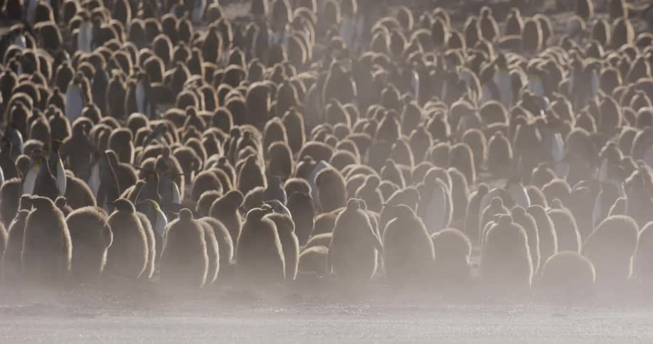 Waddle of penguins gathered outdoors