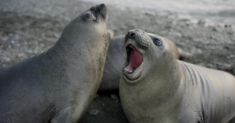Two seals call out flopping around on shore near a third