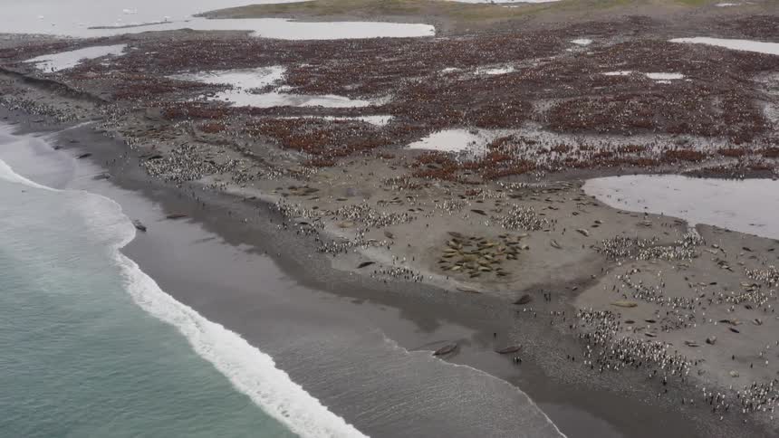 Aerial view of a colony of penguins and sea lions on the shore with a glacier lake and snow capped mountains in the background
