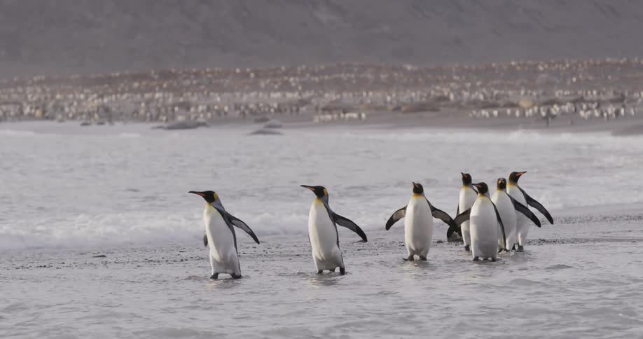 Penguins walking in the water and penguins on the shore