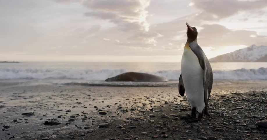 A penguin is standing on the coast of the beach