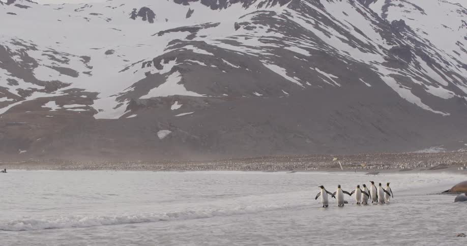 A group of penguins walk together through the shallow tide of a beach below a snowy mountain