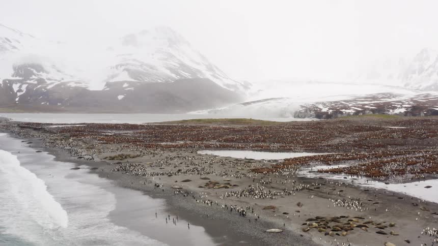 Aerial view of a colony of penguins on the shore with foggy snow capped mountains