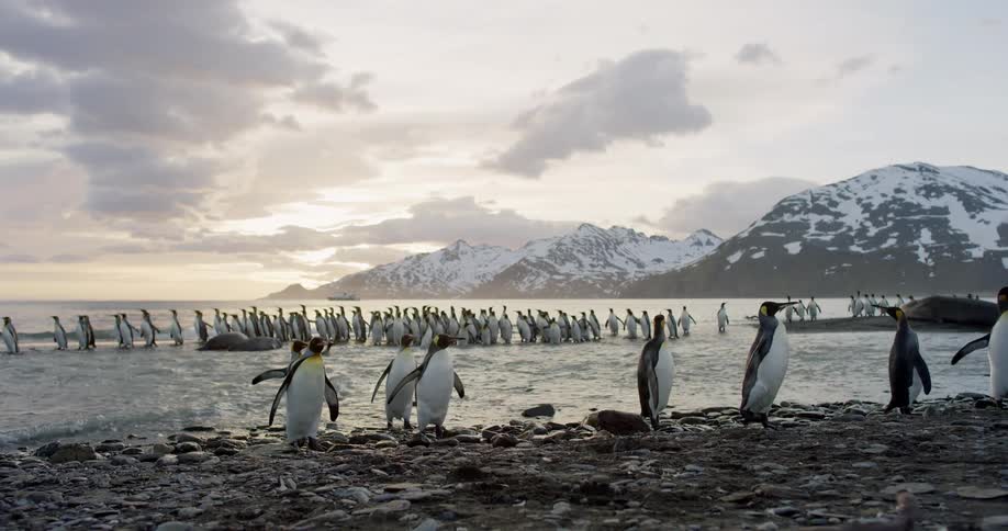 Penguins walking on a beach in the arctic
