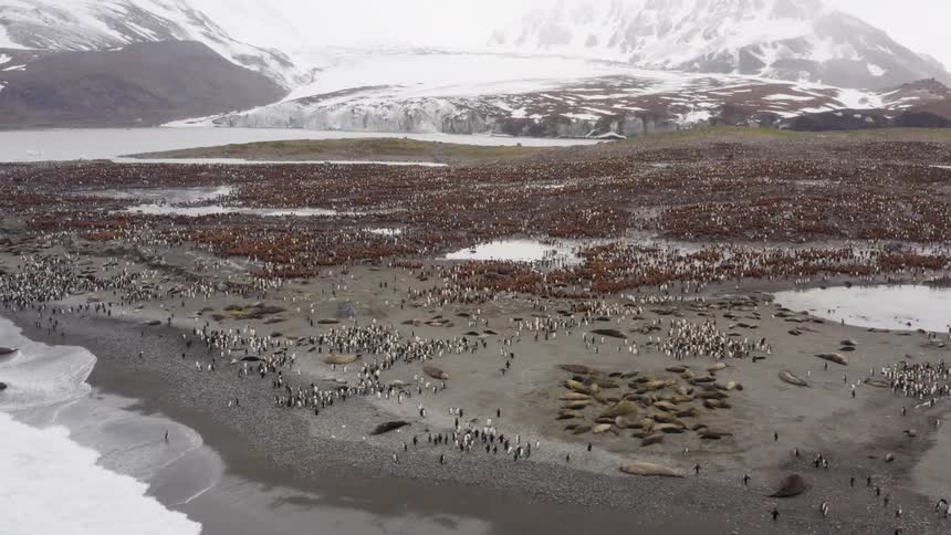 Aerial of penguins and seals on the shoreline of antarctica