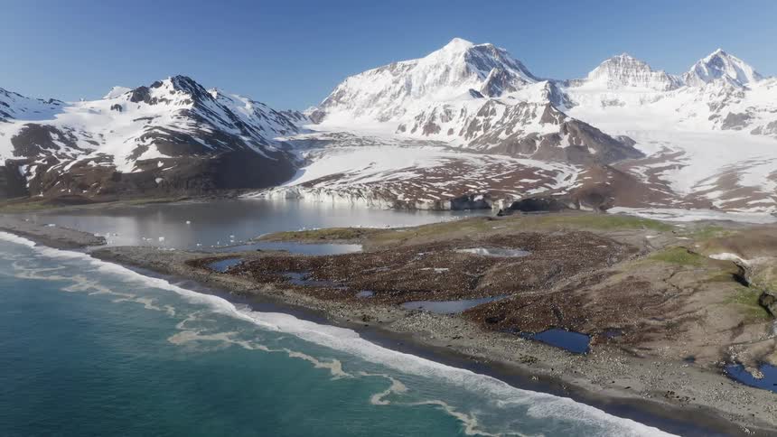 Aerial view of a colony of penguins and sea lions on the shore with a glacier lake and snow capped mountains in the background