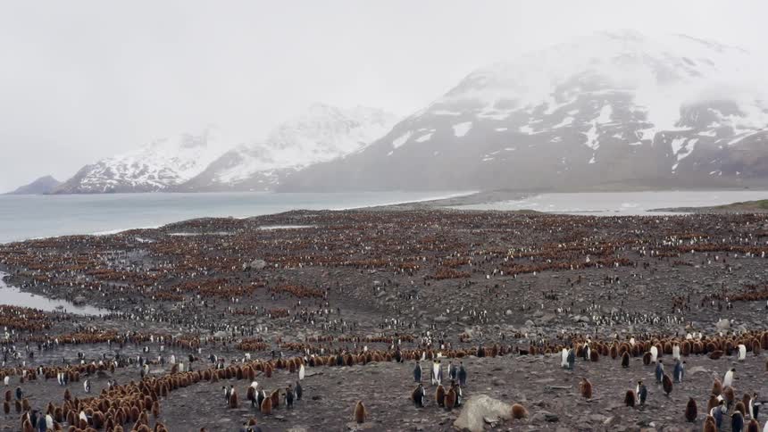 Fog obscures snow covered mountains sitting across narrow ocean channel from flock of penguins on shore