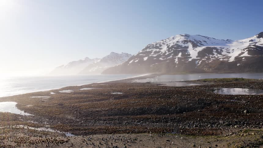 A beach covered by hundreds of penguins beneath sunny mountains on a sunny day