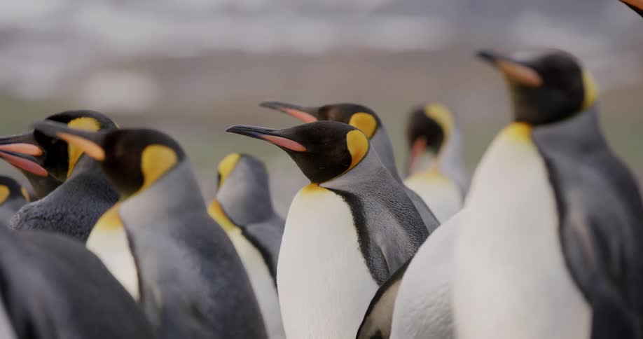 A bunch of penguins standing together