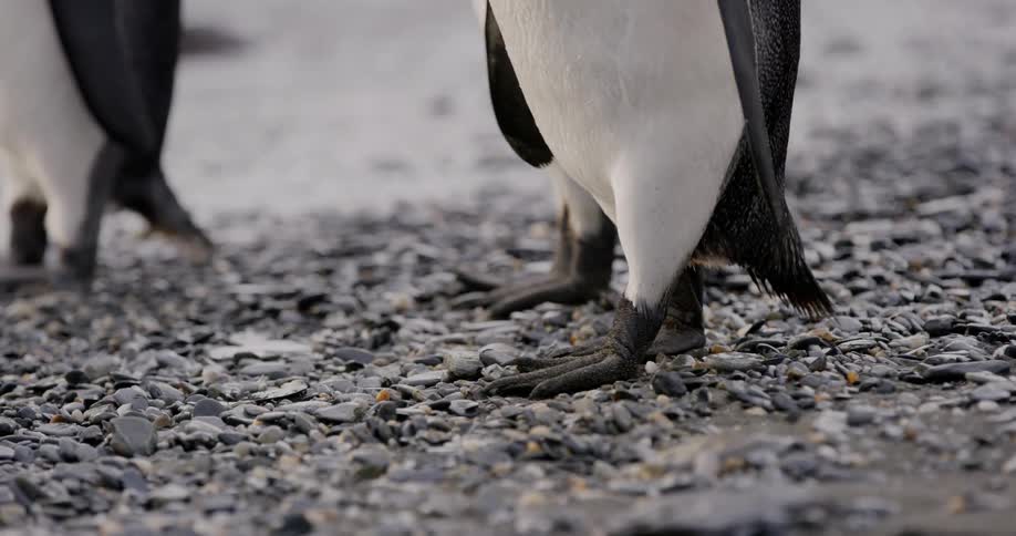A black and white penguin walks beside 2 other penguins on a pebble filled sea shore