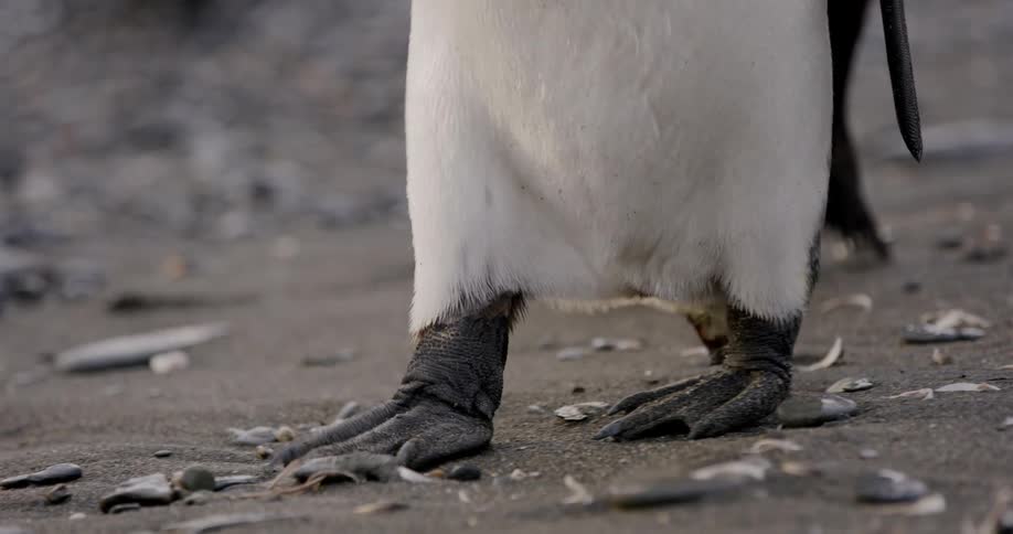 Penguins are walking on the ground