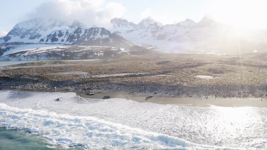 Aerial view of a colony of penguins and sea lions on the shore with snow capped mountains at sunset