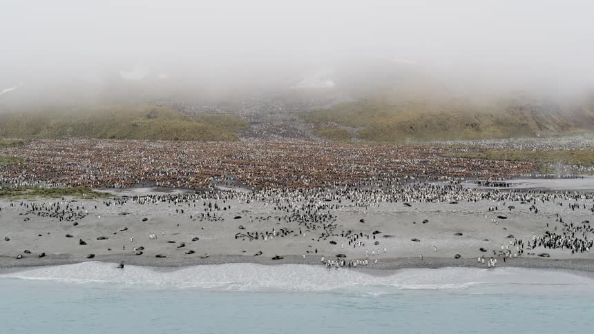 Aerial view of a colony of penguins on the shore with foggy mountains in the background