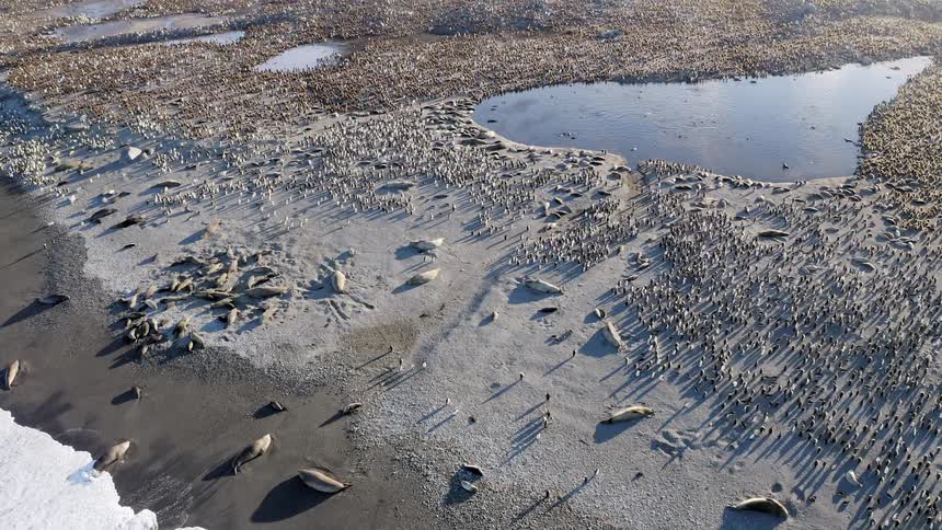 Thousands of penguins and beaches seals scatter across a arctic beach front next to a freezing ocean