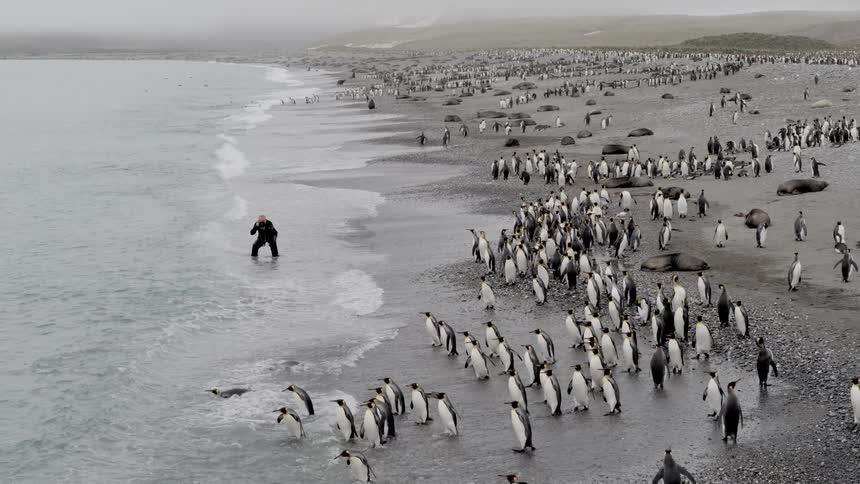 Photographer wades into surf to take picture of penguins jumping into ocean on misty day