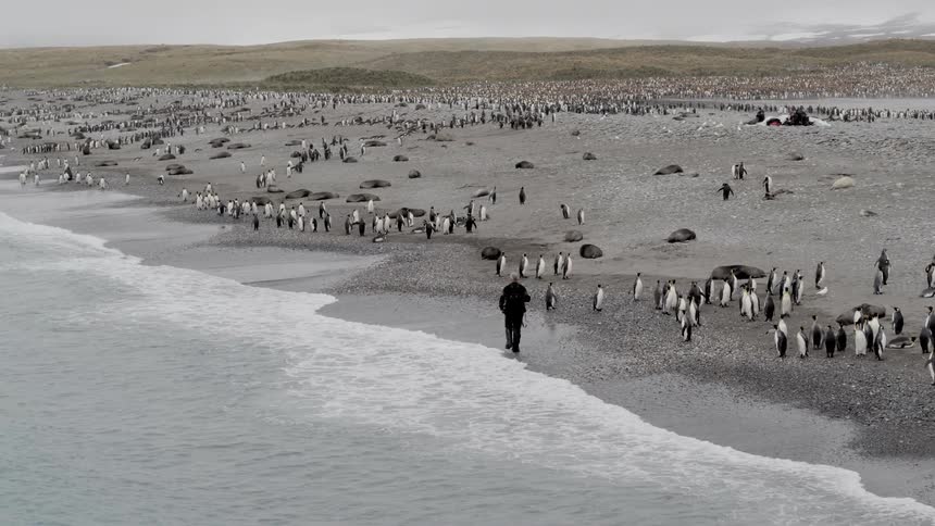 A man walks along a beach near several penguins