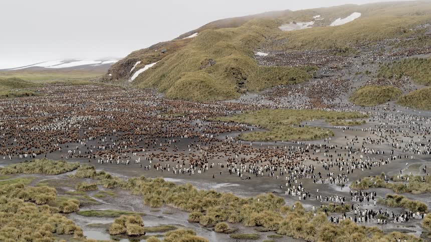 Aerial view of a colony of penguins stretching away into the distance in the hills