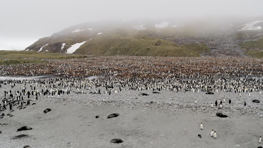 Aerial view of a colony of penguins and sea lions on the shore with foggy mountains in the background