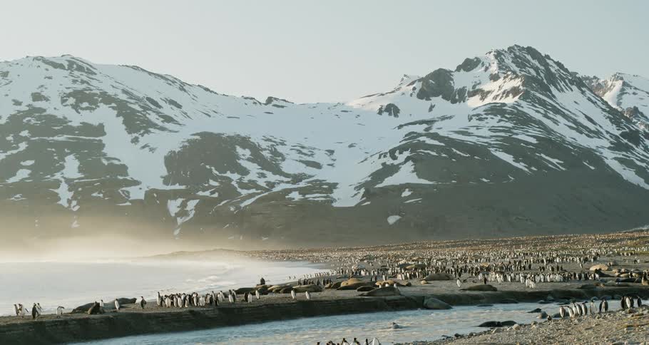 Penguins walking on the shore by a large mountain
