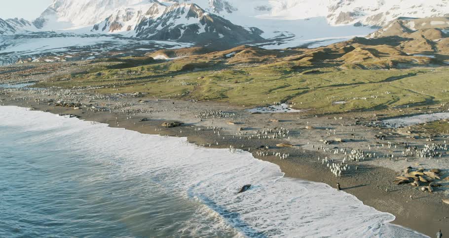 Penguins near a beach with snowy mountains in the distance