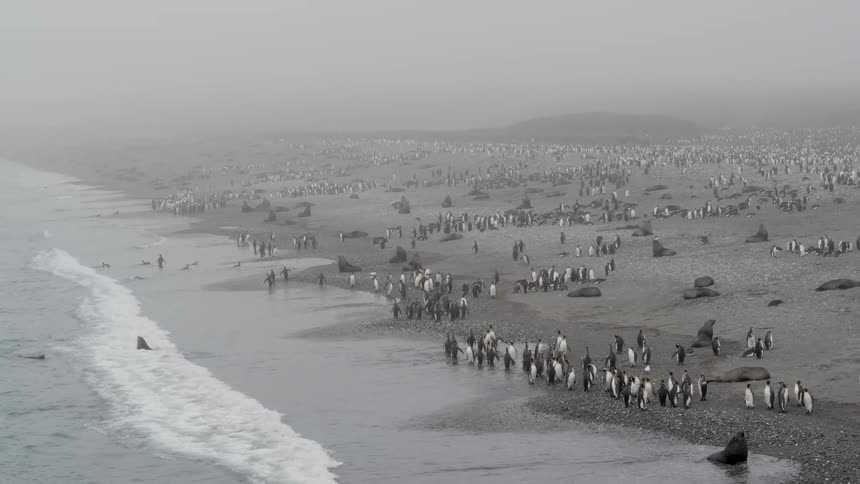 Aerial view of a colony of penguins and sea lions on foggy shore