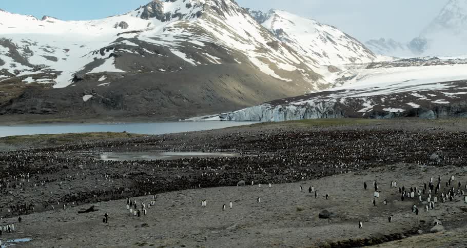 Near to a snow covered mountain range is a huge colony of penguins