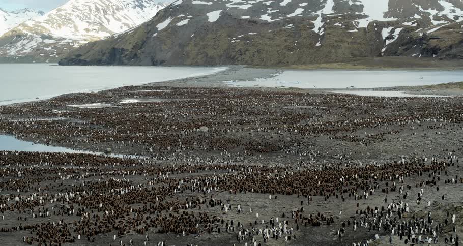 Aerial view of a colony of penguins on the shore with snow capped mountains