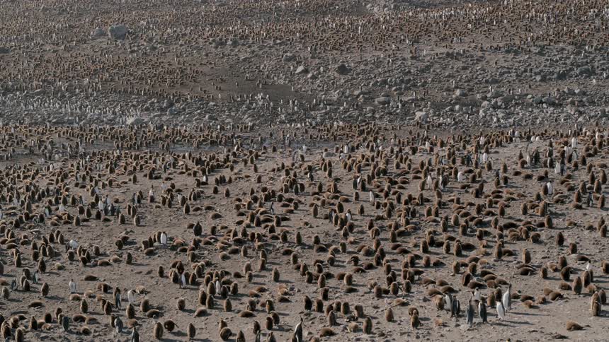 Aerial view of a colony of penguins stretching away into the distance in the hills