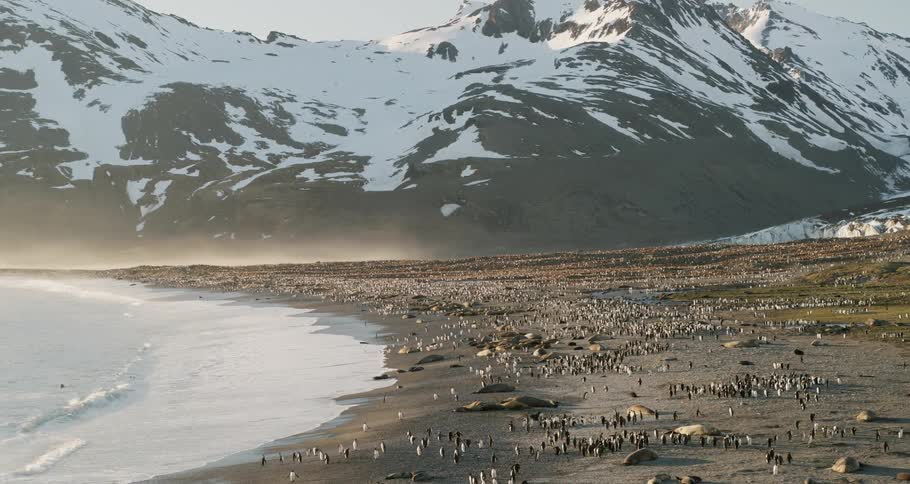 Aerial view of a colony of penguins on the shore with snow capped mountains