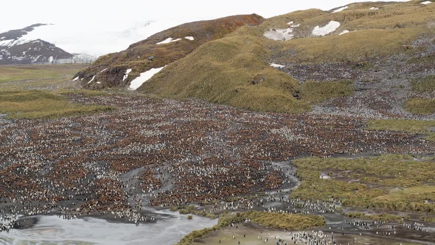 An aerial view of penguins covering a snowy mountain landscape in the daytime
