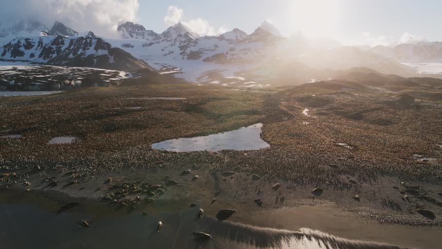 A beach covered in hundreds of penguins at the base of a mountain on a sunny day