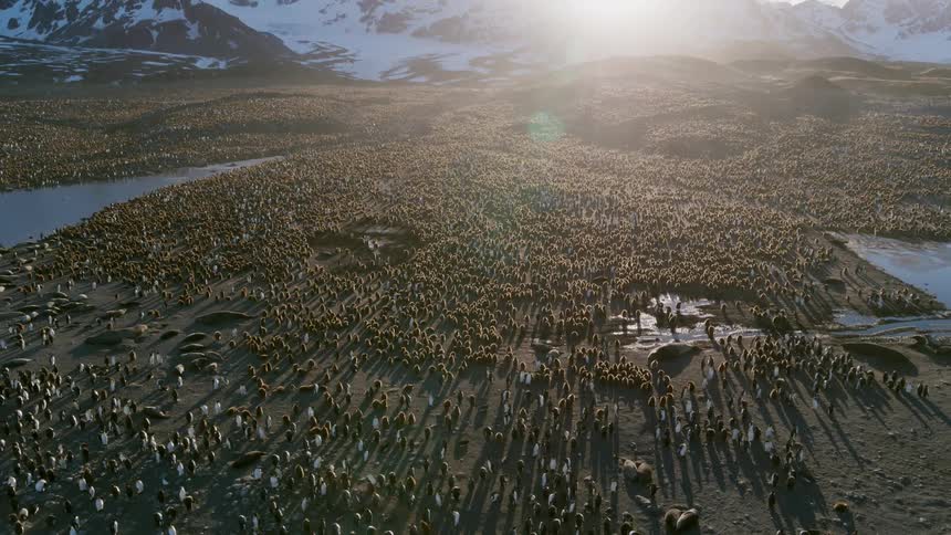 Penguins on the shore with mountains in the background