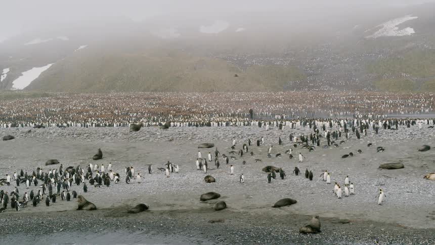 Man walks among penguin flock as seals lie near water on beach and fog covers snowy mountains