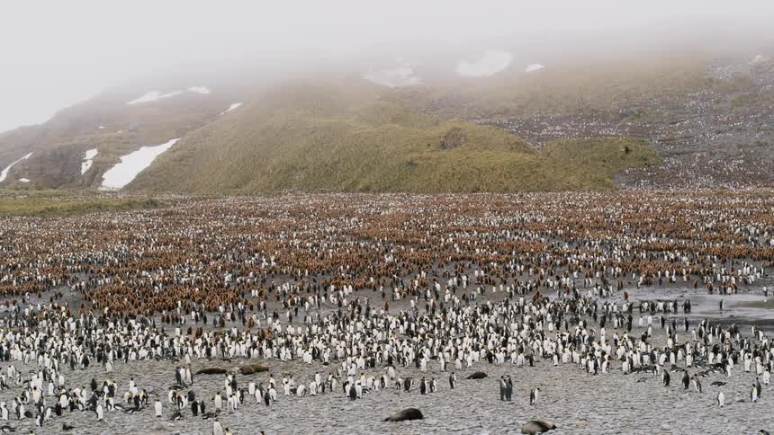 Aerial view of a colony of penguins on the shore with foggy mountains in the background