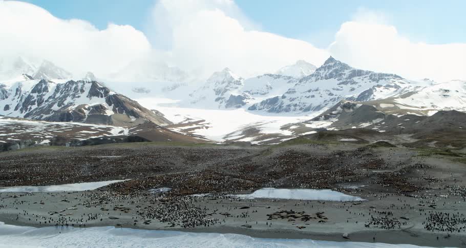 Aerial view of a colony of penguins on the shore next to the sea with snow capped mountains in the background