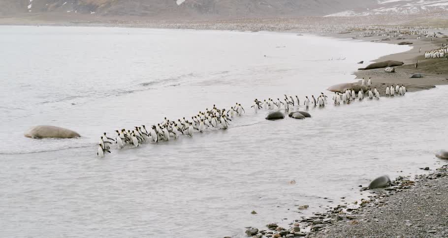 Dozens of penguins migrate in single file lines as seals lay around them in the water and along the coast