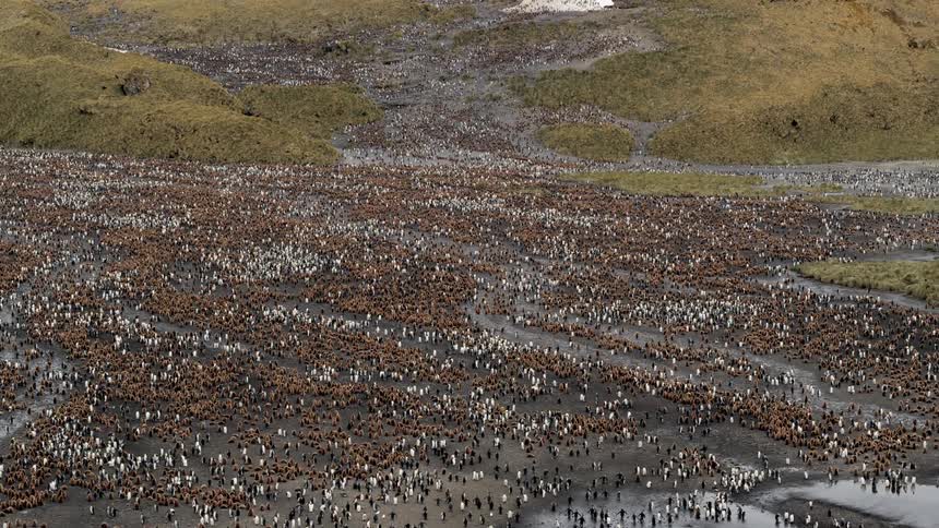 Aerial view of a colony of penguins