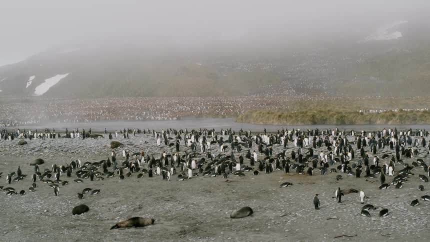 Several penguins stand on a rocky surface near some hills