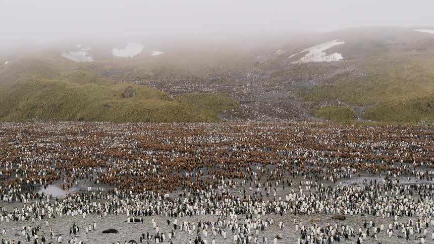 A wet flatland covered in hundreds of penguins on a foggy day