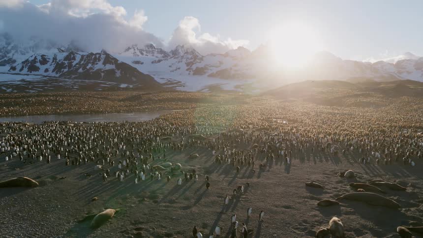 Many penguins standing on the beach near mountains