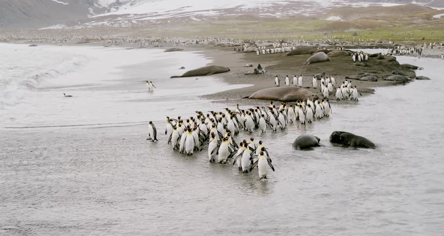 Penguins trek into ocean walking past seals resting and lumbering around as snow dots slope