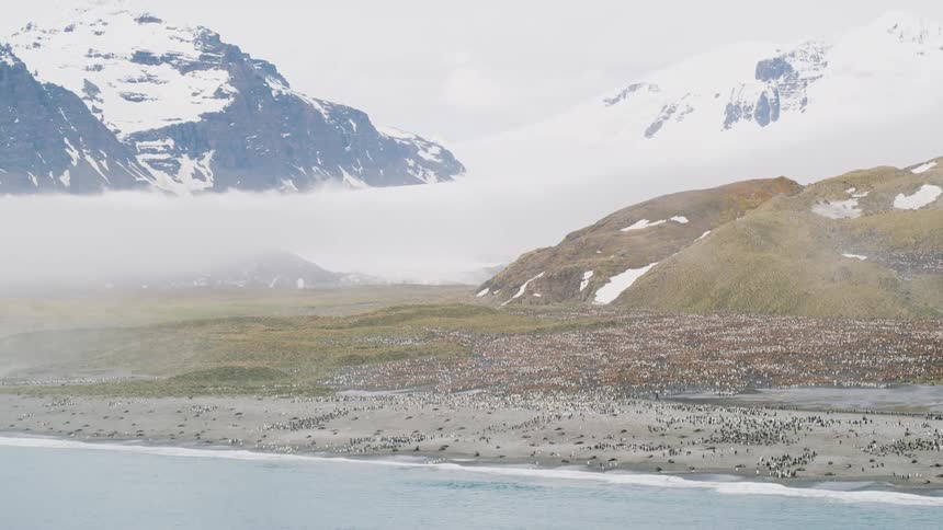 Aerial view of penguins on the shore with snow covered mountains in the background