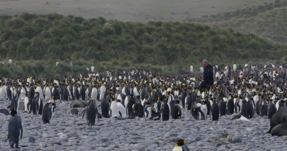 A photographer carries his camera as he walks through a large herd of penguins on the shore