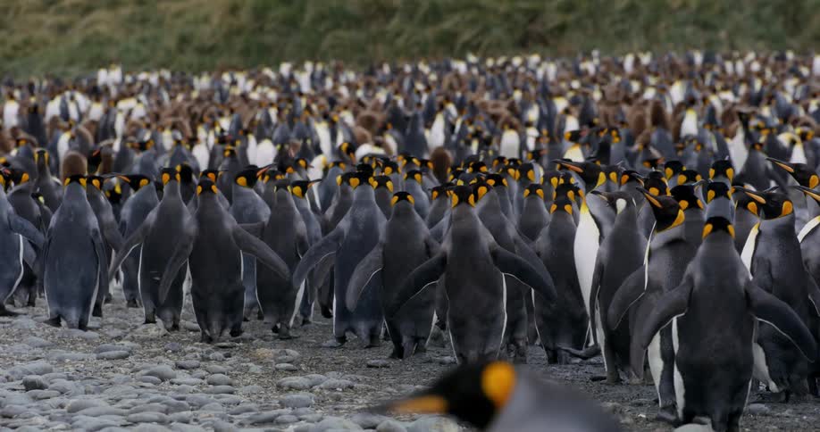 A group of penguins walking over rocky landscape in the arctic