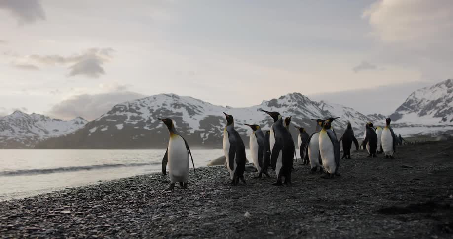 Adult penguins stand on water near surf backed by snow covered mountains on the horizon