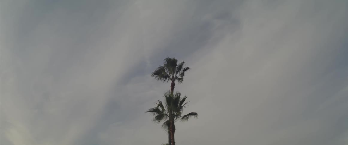 The top of a palm tree in front of a cloudy sky